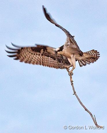 Osprey Nest Material_24924.jpg - Osprey (Pandion haliaetus) photographed near Kilmarnock, Ontario, Canada.